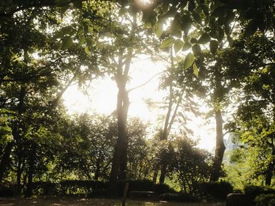Sunlight filtering through leaves, creating a peaceful atmosphere.